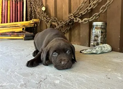 a labrador retriever dog lying on the floor